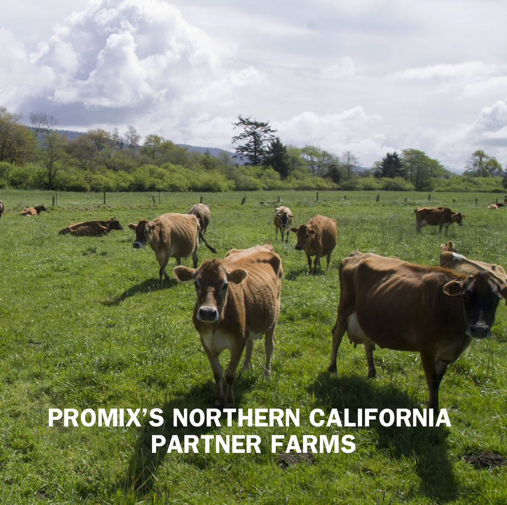 Raw Chocolate Grass-fed Native Irish Whey Protein